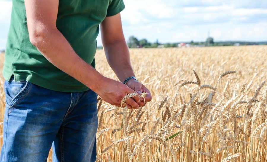 agronom_1.jpg (163 KB)